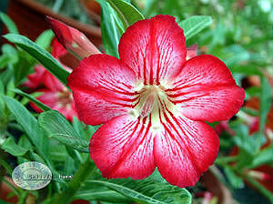 (image for) Adenium Obesum Seeds \'Star in Style\' 5 Seeds